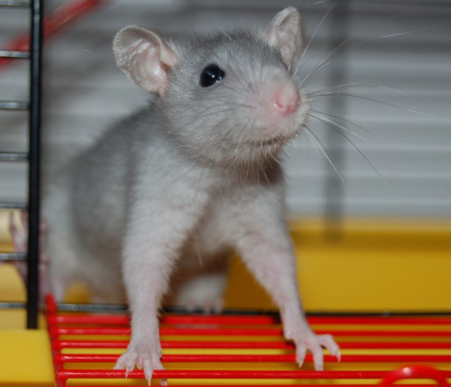 أمراض الفئران
