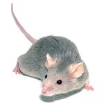 ماوس الديكور: الصيانة والرعاية