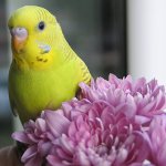 كيفية تسمية الببغاء كيفية تسمية الببغاء