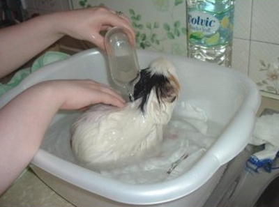 كيفية الاستحمام بشكل صحيح خنزير غينيا - الفيديو