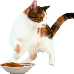 القط لا يأكل أي شيء