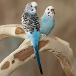 العطس الببغاء: ماذا تفعل؟