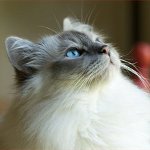 سلالات القط: القط البورمية