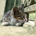 القط فقدت: ماذا تفعل؟