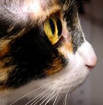 عيون زحف القط: ما يجب القيام به