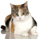 ثلاث قطط ملونة