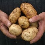 أمراض البطاطا أمراض البطاطا