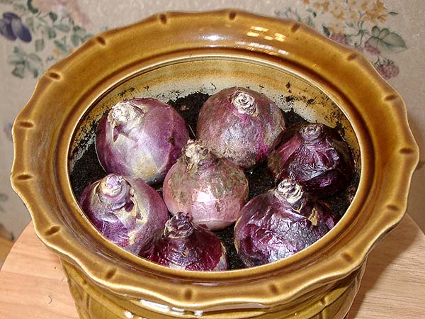  صفير، إلى، إلي النهاية