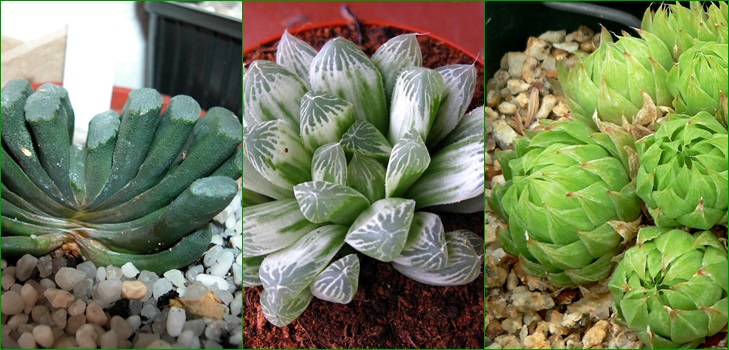 Haworthia