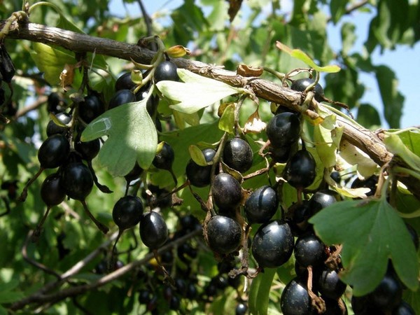 جوشتا - تكافل غير عادي من الذوق والاستفادة