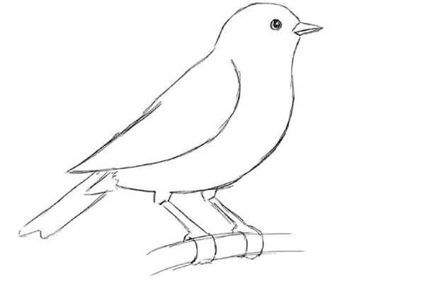 كيفية رسم الطيور على مراحل مع قلم رصاص