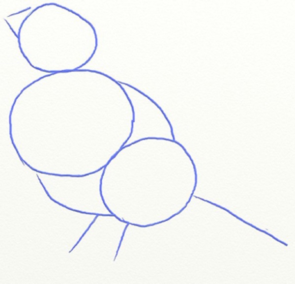كيفية رسم الطيور على مراحل مع قلم رصاص