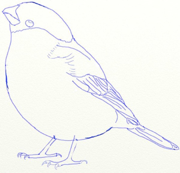 كيفية رسم الطيور على مراحل مع قلم رصاص