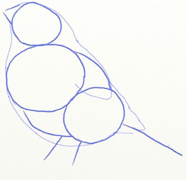كيفية رسم الطيور على مراحل مع قلم رصاص