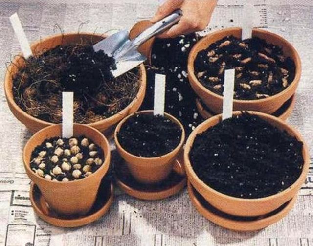 رعاية التمريض