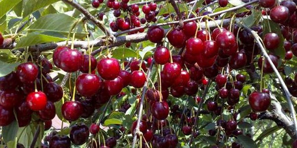أفضل أنواع الكرز - الوصف مع الصورة