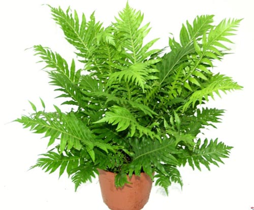 Nephrolepis. استنساخ