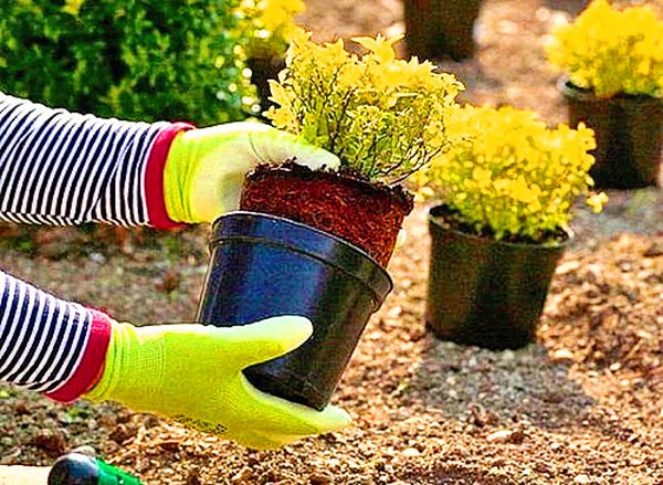 خشب البقس - زخرفة دائمة الخضرة للحديقة ونافذة النافذة