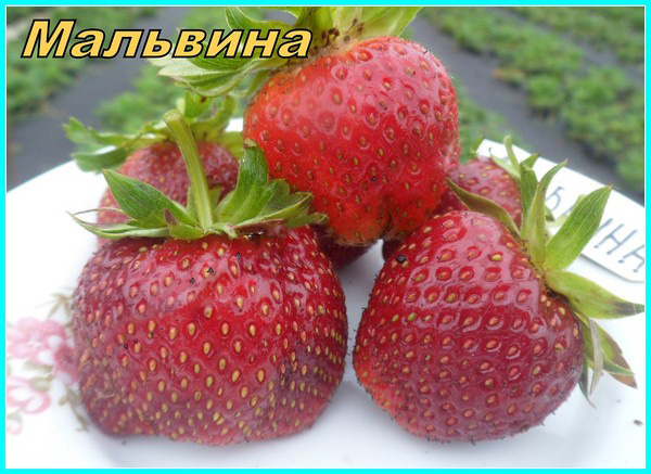 أفضل الفراولة - الوصف، وميزات، الصورة