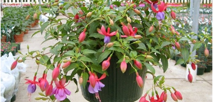 زهرة الفوشيه