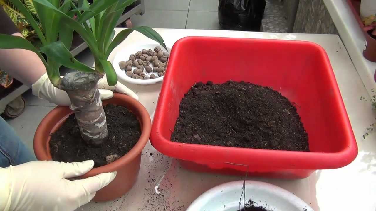 يوكا في المنزل: الرعاية والاستنساخ