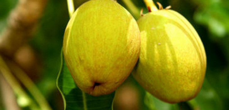 غسول، أيضا، سميك، زيت الجسم، ب، زبدة الشيا