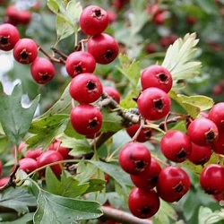 الزعرور صبغة