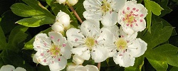 مرق الزعرور الزهور