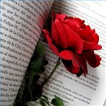 تهانينا بمناسبة عيد الحب في الآية تهانينا بمناسبة عيد الحب في الآية