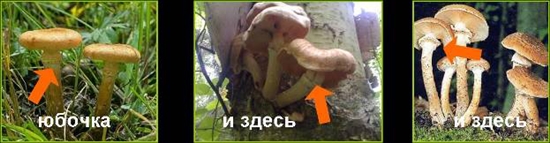 الفطر السام: كاذبة العسل أغاريكس، الصورة