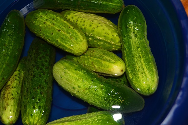 كرسبي فاتح المملح الخيار في قدر
