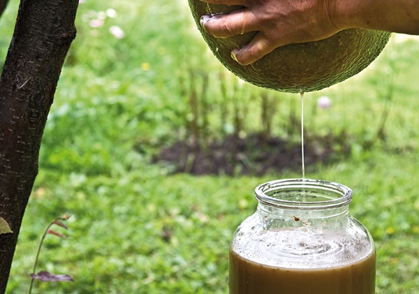 خمر، الخمر، من، التفاحات