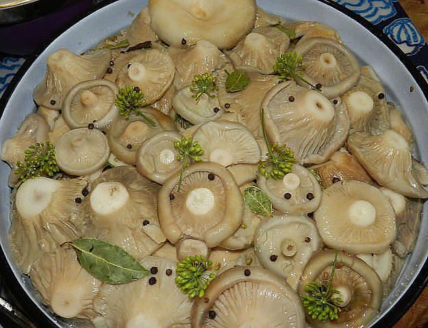 الطريق الباردة من حصاد الفطر