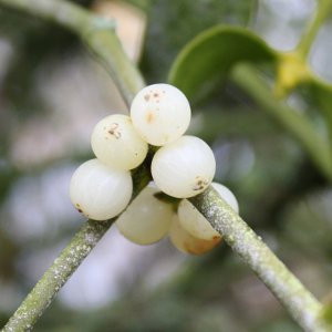 زينة عيد الميلاد للمنزل زينة عيد الميلاد للمنزل