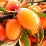 خصائص مفيدة من البحر النبق خصائص مفيدة من البحر النبق