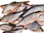 نظام غذائي الأسماك